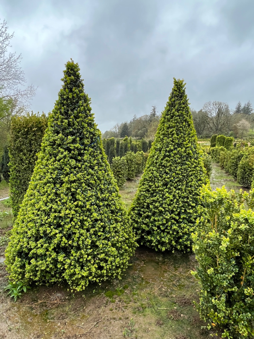9 foot Live Green Beauty Cone Boxwood Topiary